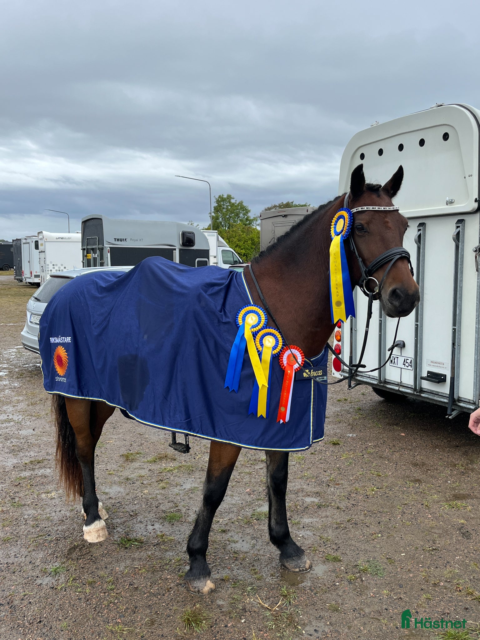  hästar Svenskfödd Welsh cob - Annons 1