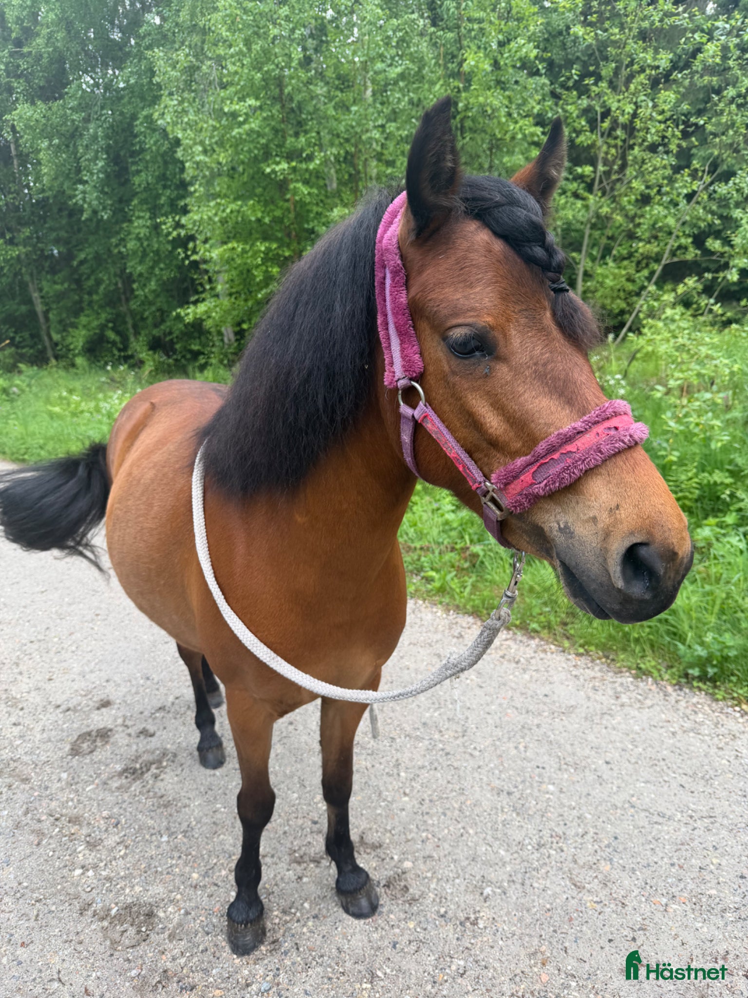  hästar Fantastisk b-ponny sto - Annons 2