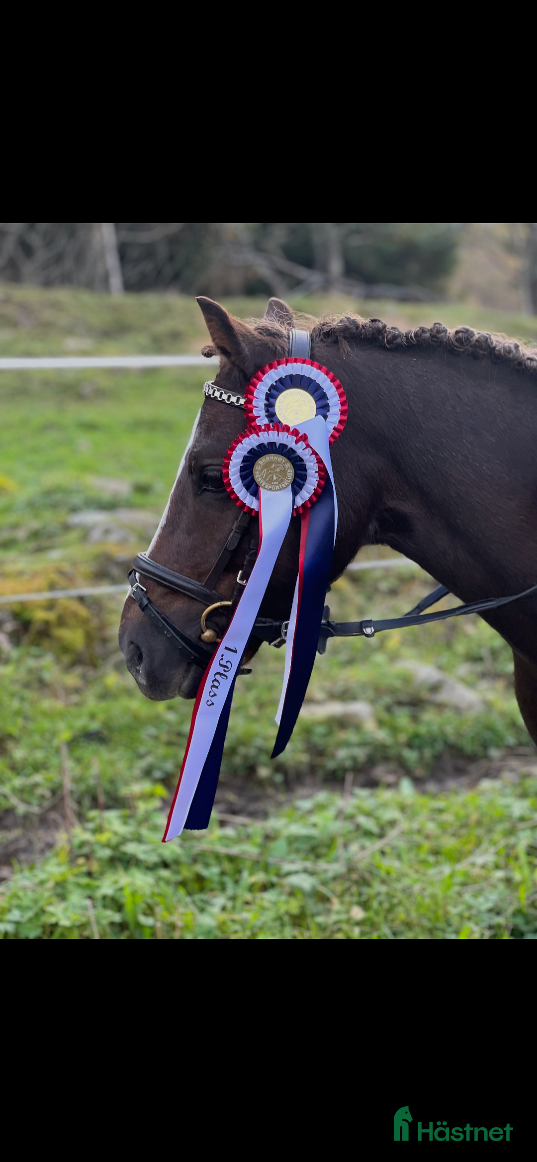 Allround hästar till salu: Kul kat.3 ponni selges i Sandefjord - Annons 1