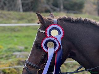 hästar Kul kat.3 ponni selges i Sandefjord - Annons 1