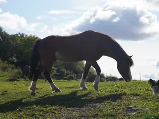 hästservice finnes: Inridning av mindre ponnyer i Bålsta - Annons 2