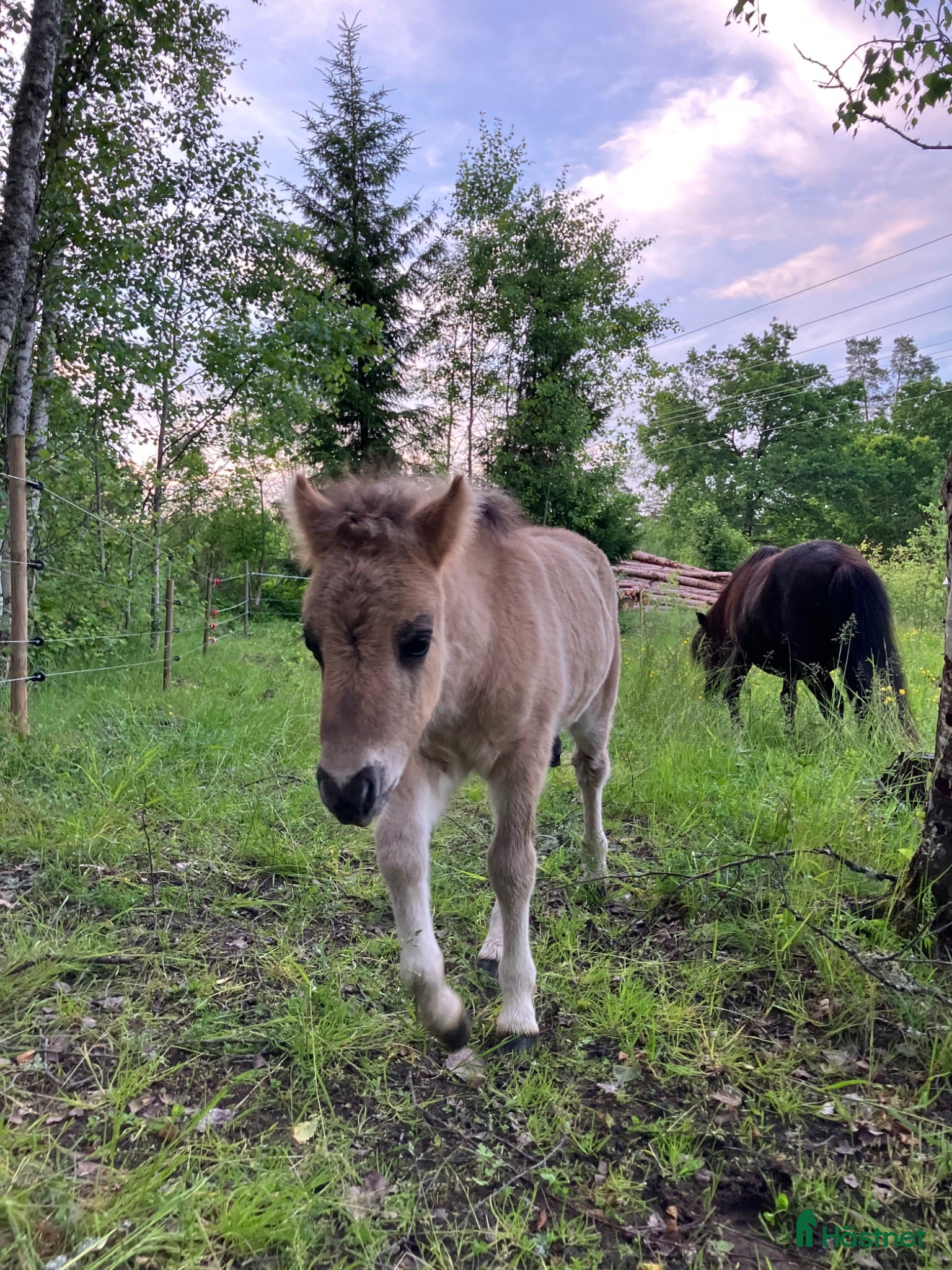  hästar Musblack hingstföl född 21/5 - Annons 18