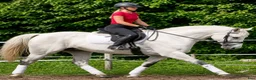 Allround hästar till salu: Exceptional Silesian Mare–The Star for your Future - Annons 10