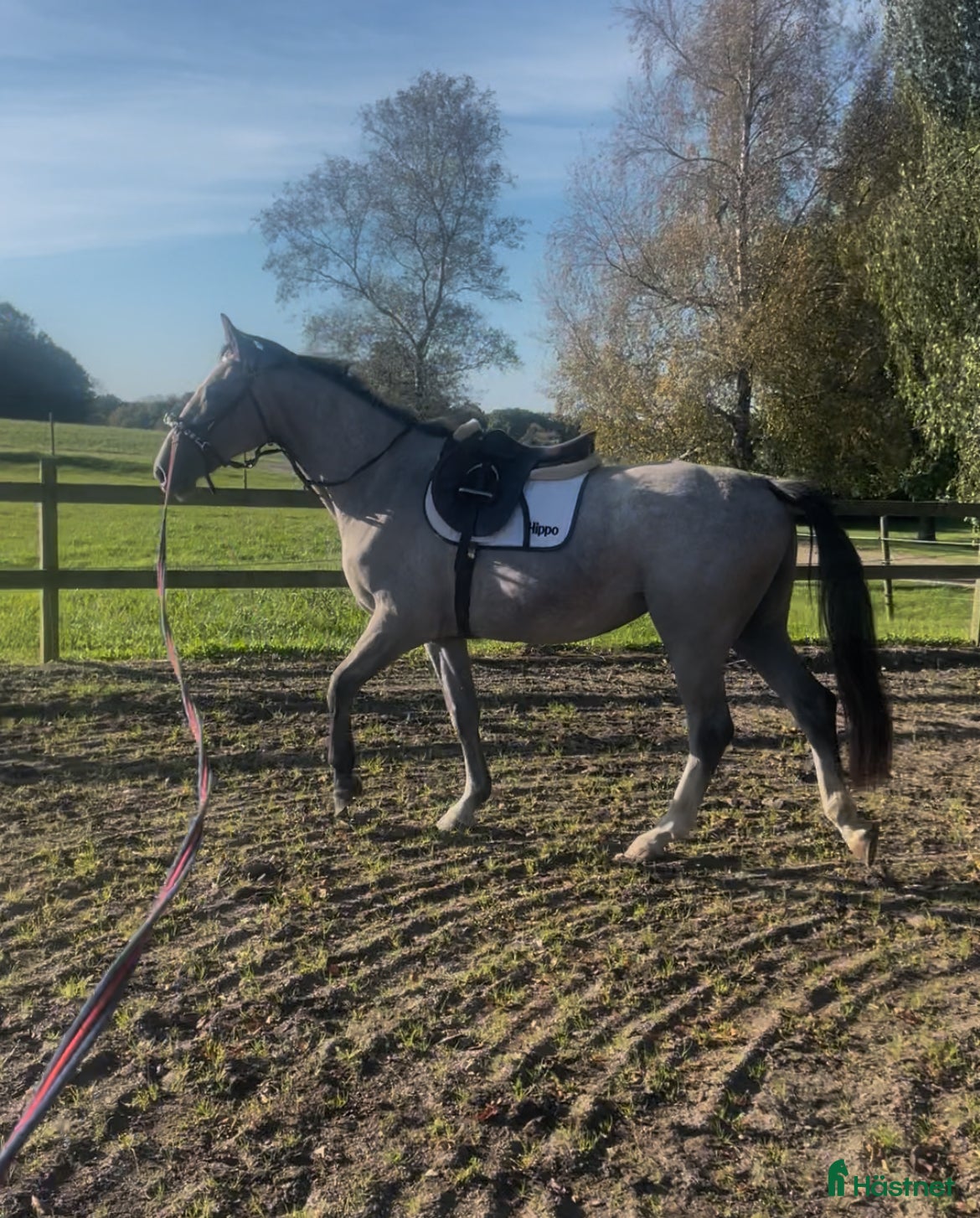  hästar Trevlig Inriden 2,5 åring  i Köpingebro - Annons 14