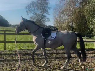 hästar Trevlig Inriden 2,5 åring i Köpingebro - Annons 14