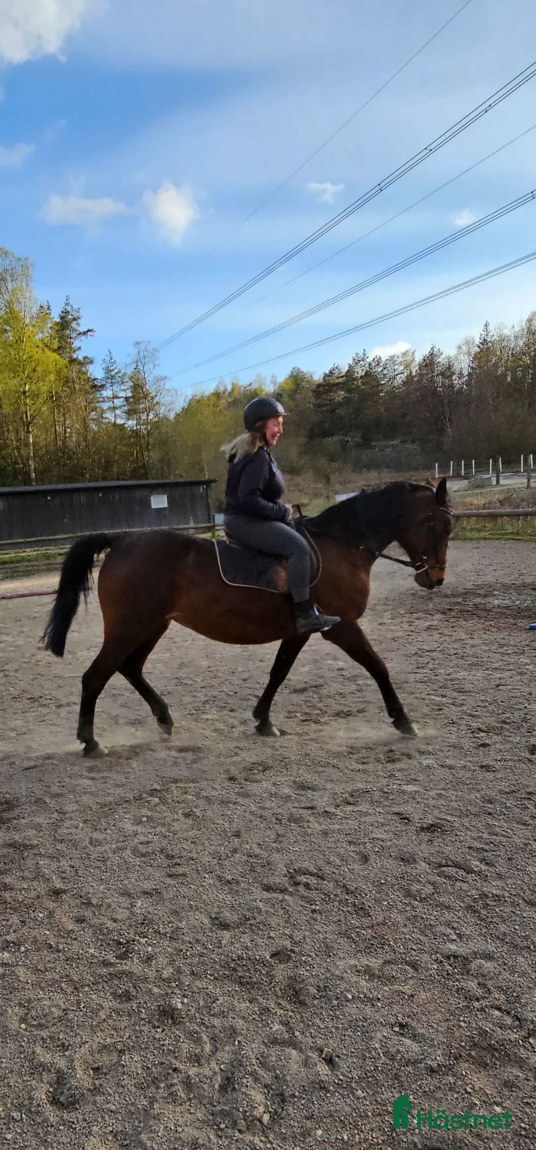 Allround hästar till salu: Ridtravara  i Göteborg - Annons 5