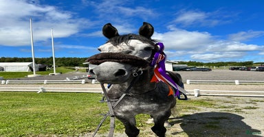  hästar i Klövedal - Annons 3