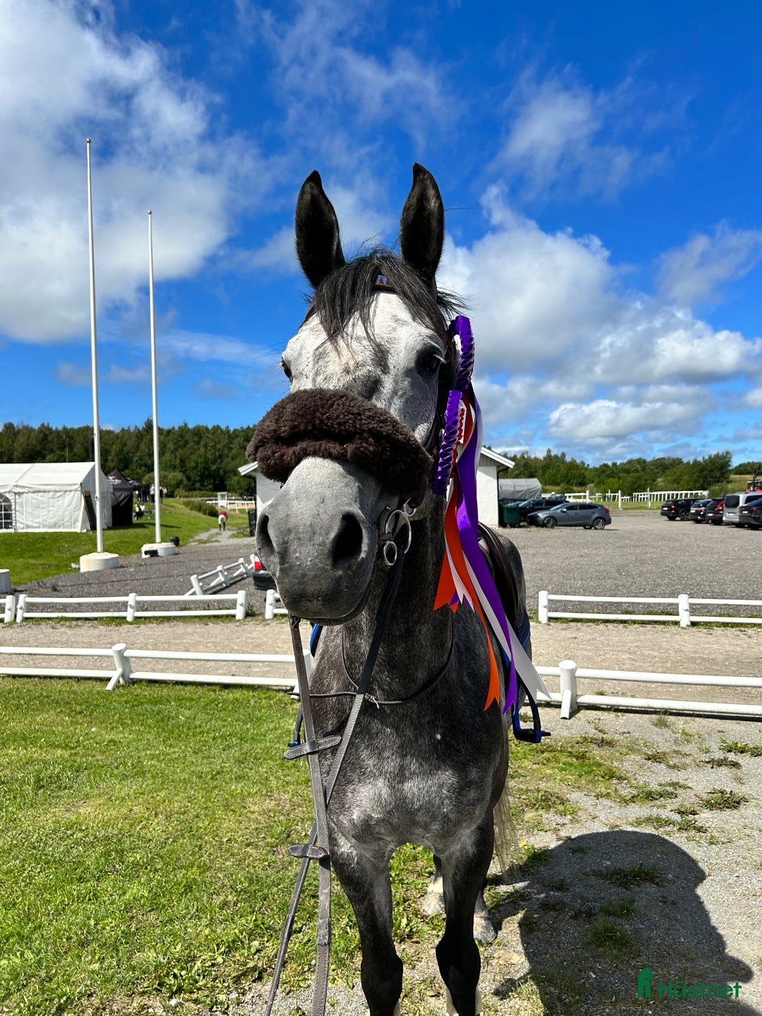 Hoppning hästar till salu: En riktig sagohäst i Klövedal - Annons 2