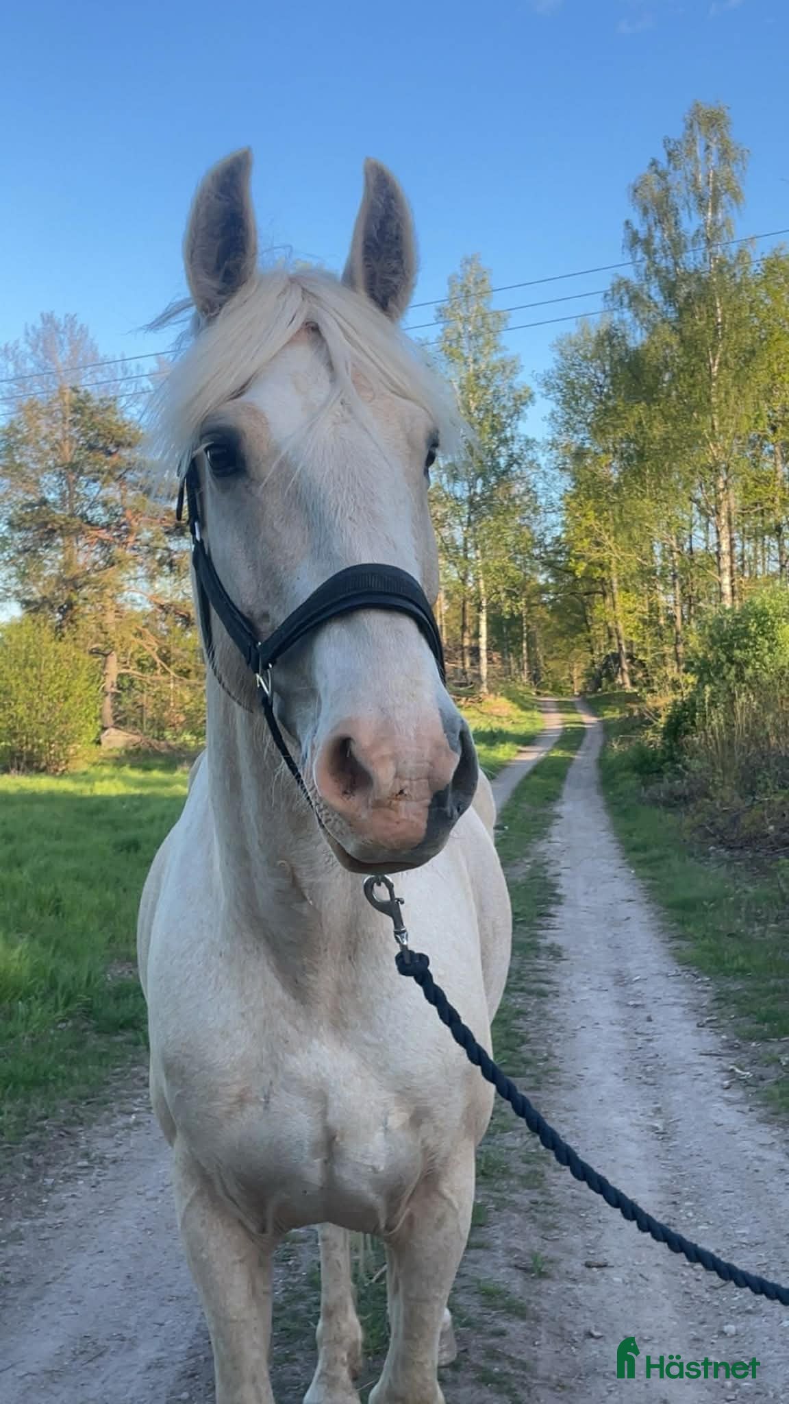 Allround hästar till salu: Stort hjärta, mycket kapacitet och ett blickfång.  - Annons 1