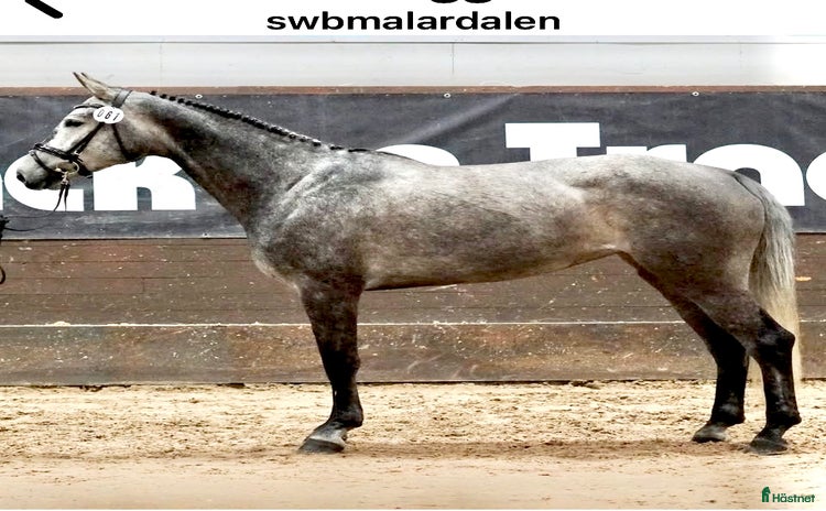  hästar i Sorunda - Annons 1