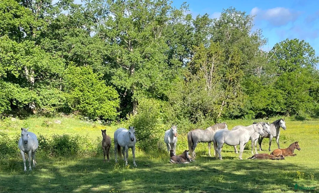 Galleribild {{count}}