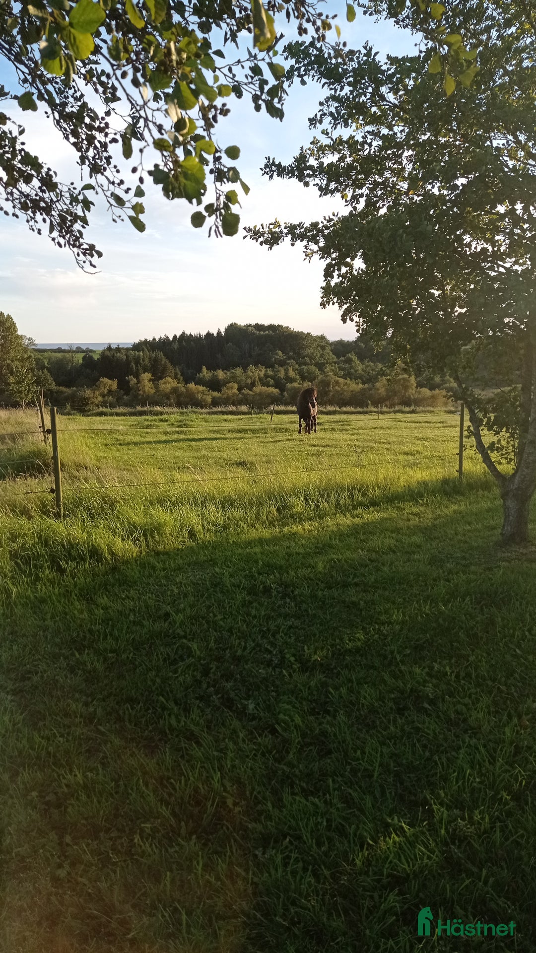 Allround hästar sökes: Bästa vän sökes🌸 i Ystad - Annons 1