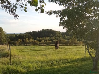 hästar Bästa vän sökes🌸 i Ystad - Annons 14