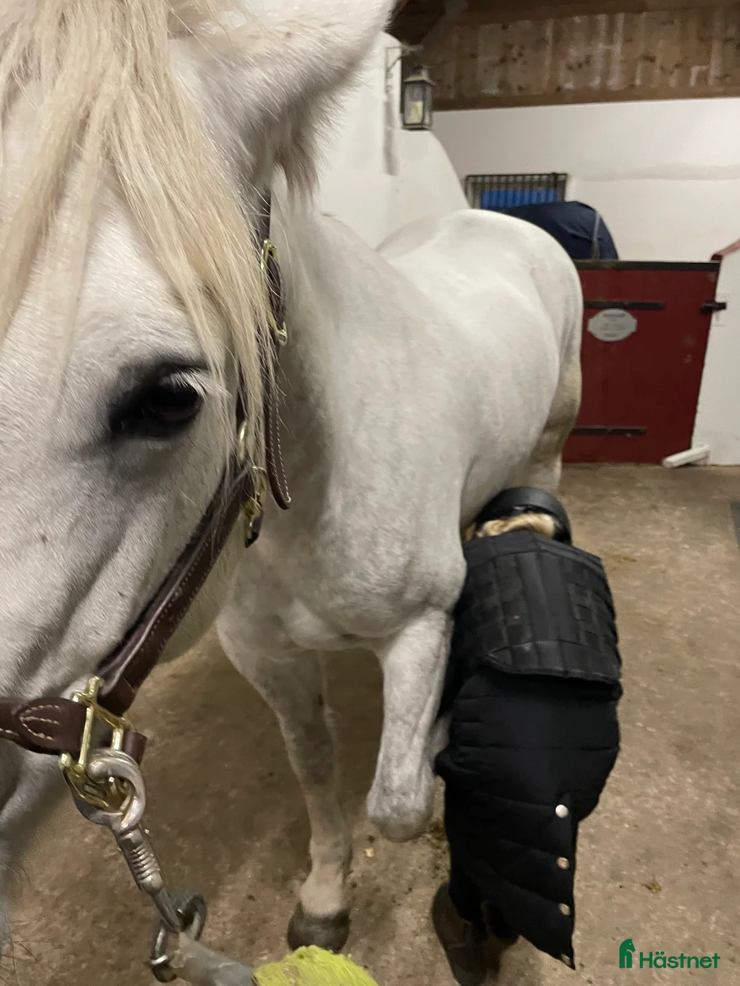 Hoppning hästar till salu: Snäll maxad D-ponny med kapacitet 🦄 - Annons 15