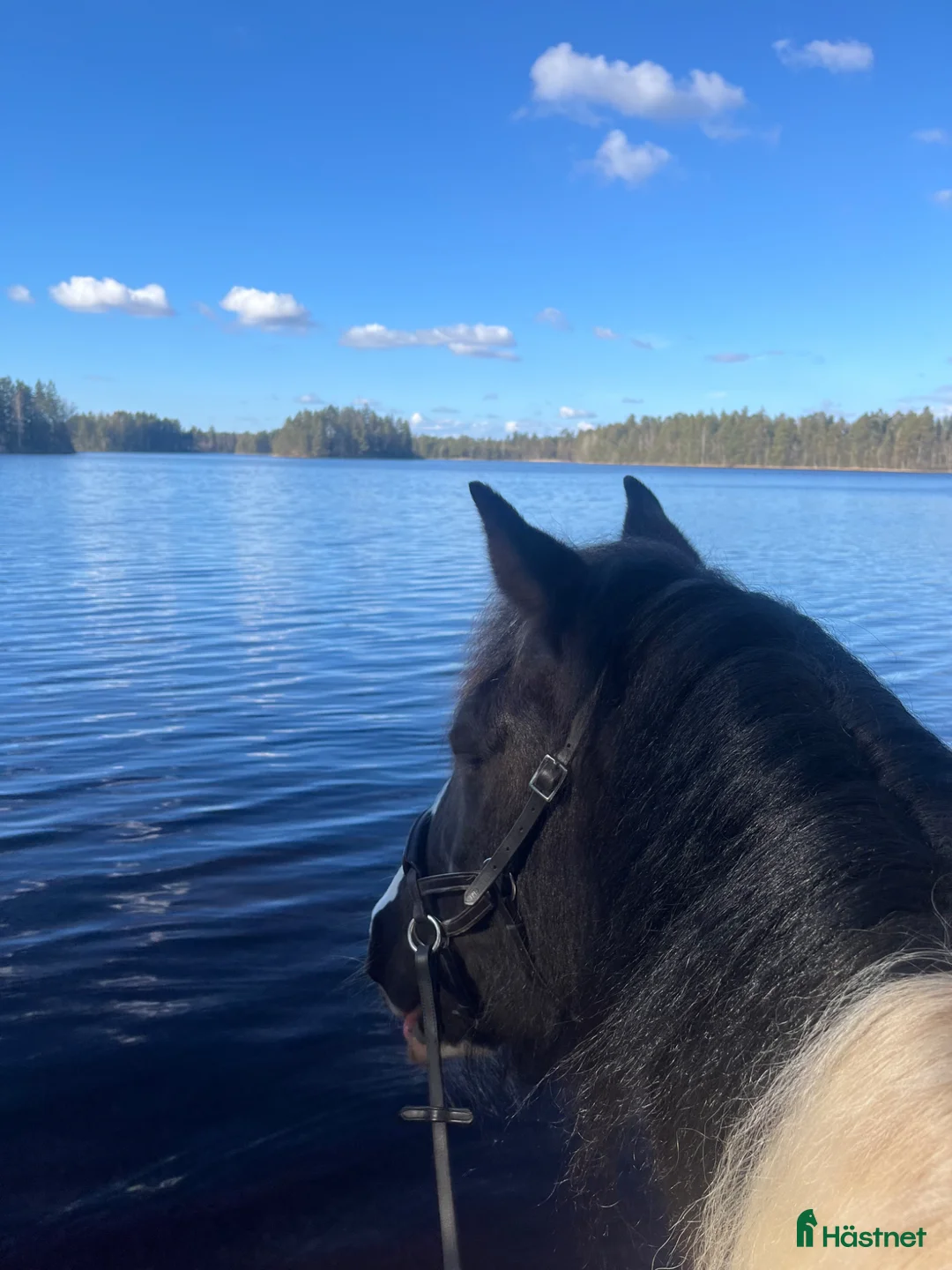 Övrigt hästar sökes: Sällskapsponny sökes i Ljungby - Annons 2