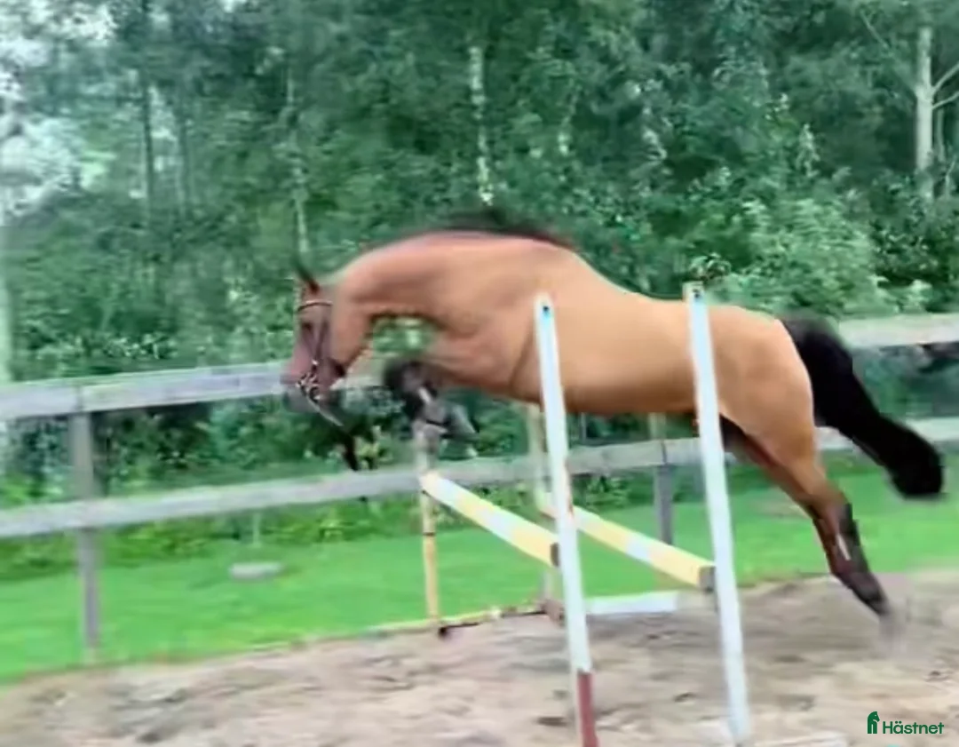 Sällskap hästar till salu: Sällskapshäst/hobby häst säljes - Annons 4