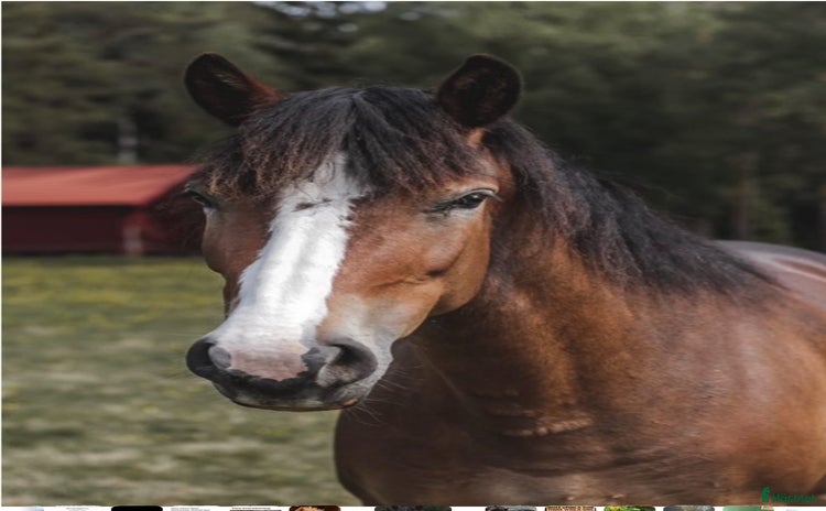  hästar i Tystberga - Annons 2