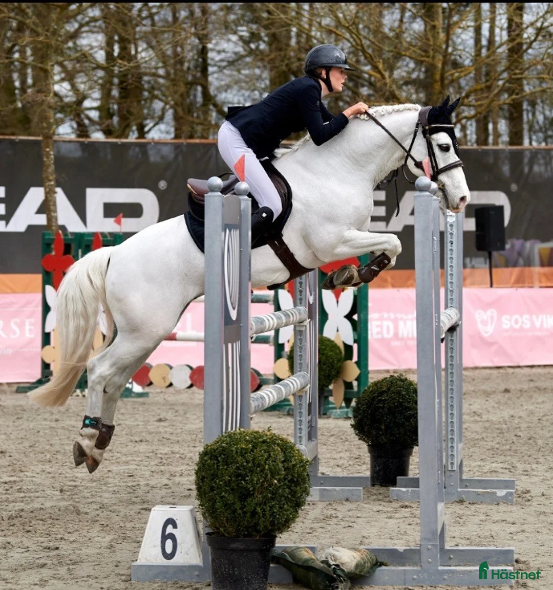 Hoppning hästar till salu: Topp kat.1 ponni til salgs i Bryne - Annons 7