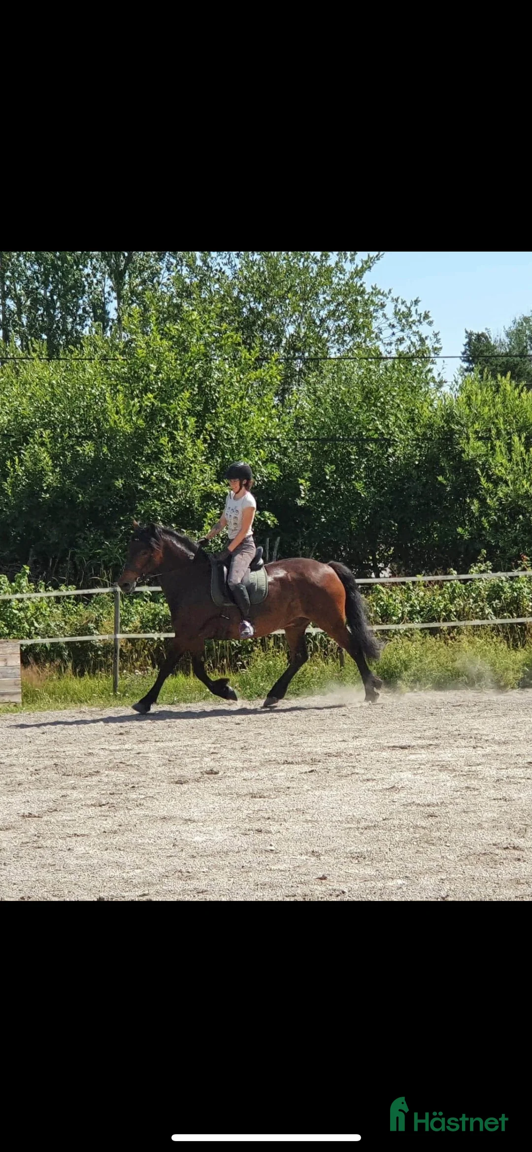 Allround hästar till salu: Kallblodskorsning säljes - Annons 3