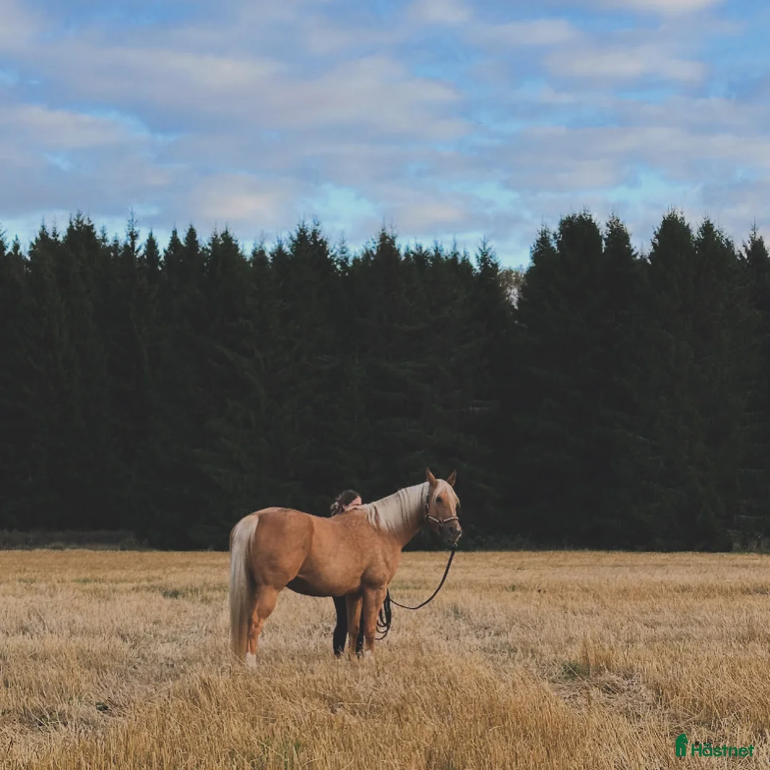 Allround hästar sökes: Söker varmblod  - Annons 1
