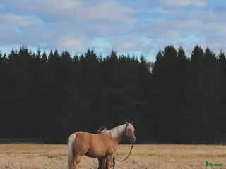 hästar Söker varmblod - Annons 2