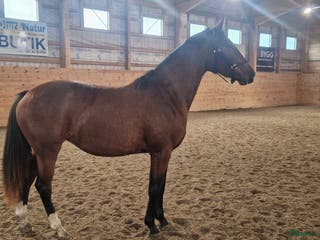 hästar WGF Chelsea i Orrviken - Annons 3