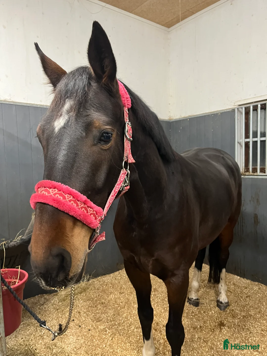 Dressyr hästar till salu: Vackert sto med framtiden för sig - Annons 2