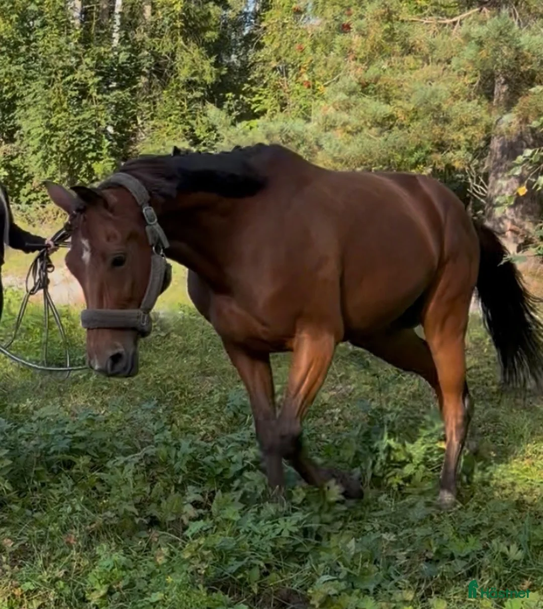 Dressyr hästar till salu: Snygg & genomsnäll valack - Annons 7