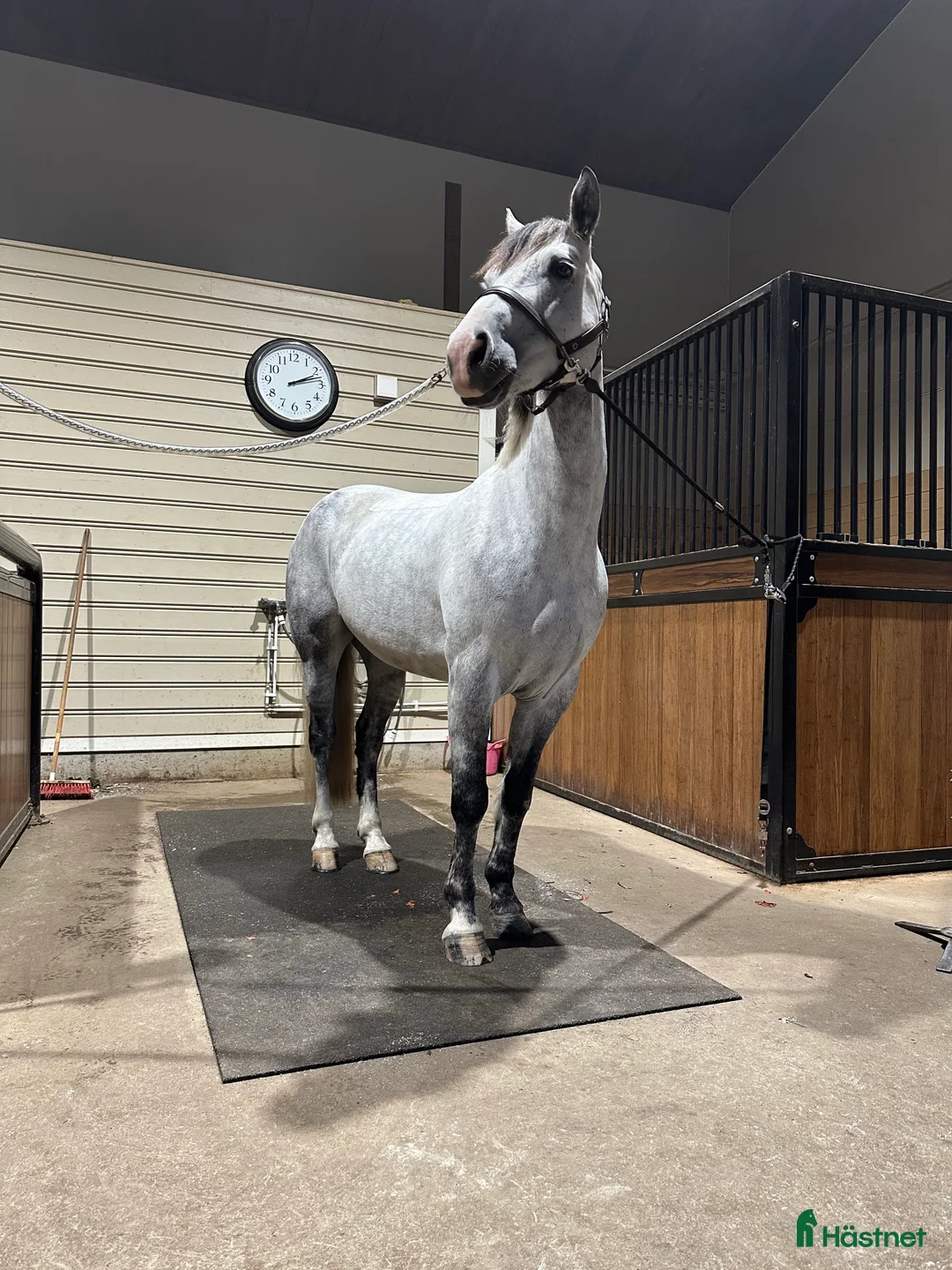 Allround hästar till salu: D ponny med potential i flera grenar  - Annons 3