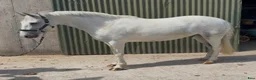 Allround hästar till salu: Quality D pony - Annons 6