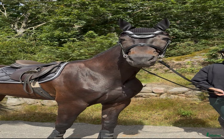  hästar i Torslanda - Annons 16