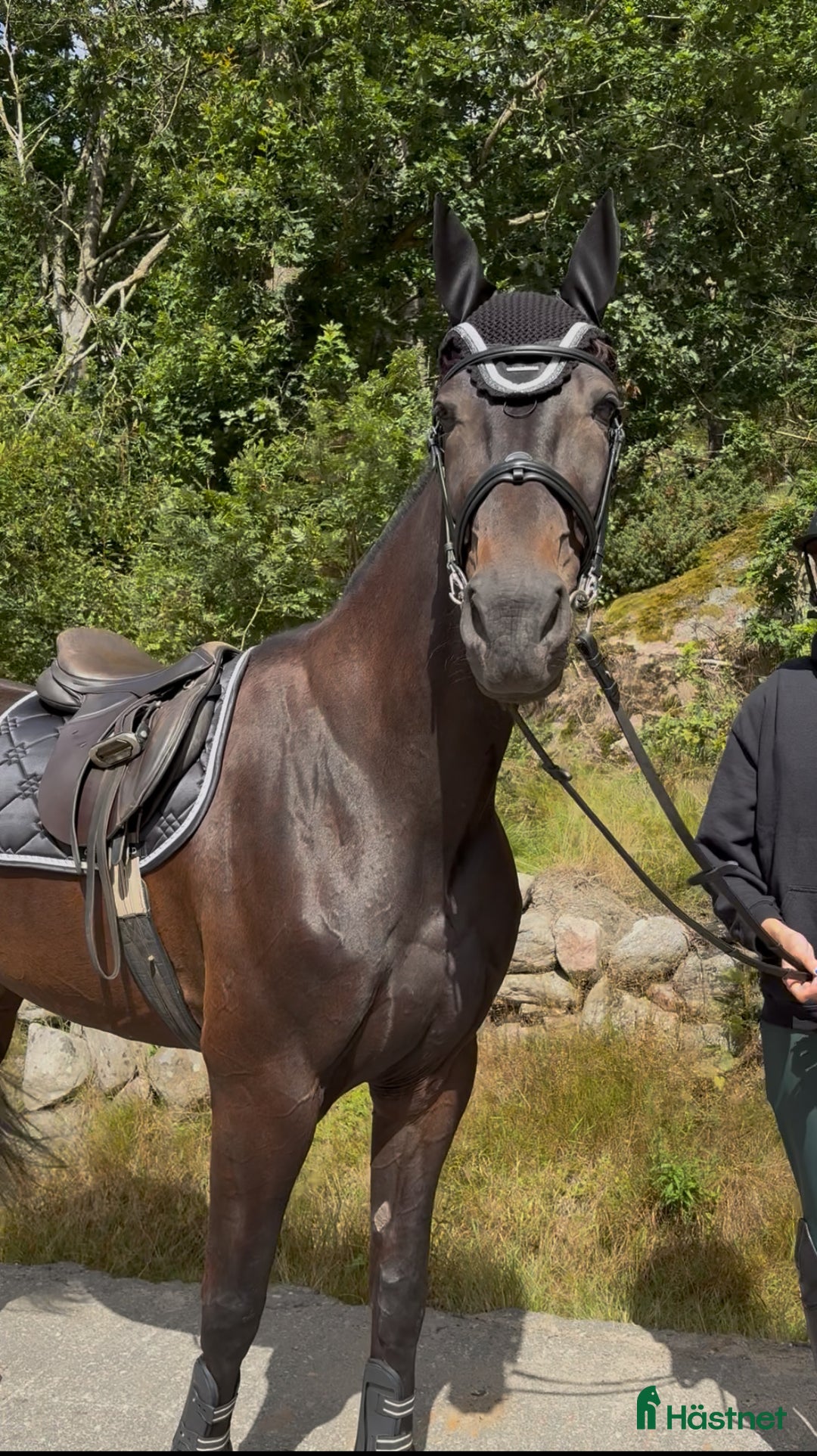 Allround hästar till salu: Snäll åttaåring säljes i Torslanda - Annons 1