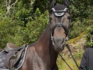 hästar Snäll åttaåring säljes i Torslanda - Annons 17