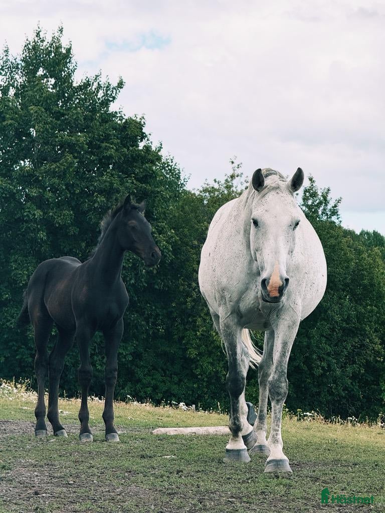  hästar Riktigt bra unghästar till lågt pris - Annons 5
