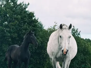 hästar Riktigt bra unghästar till lågt pris - Annons 5