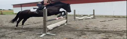 Allround hästar till salu: Charmig New Forest valack - Annons 3