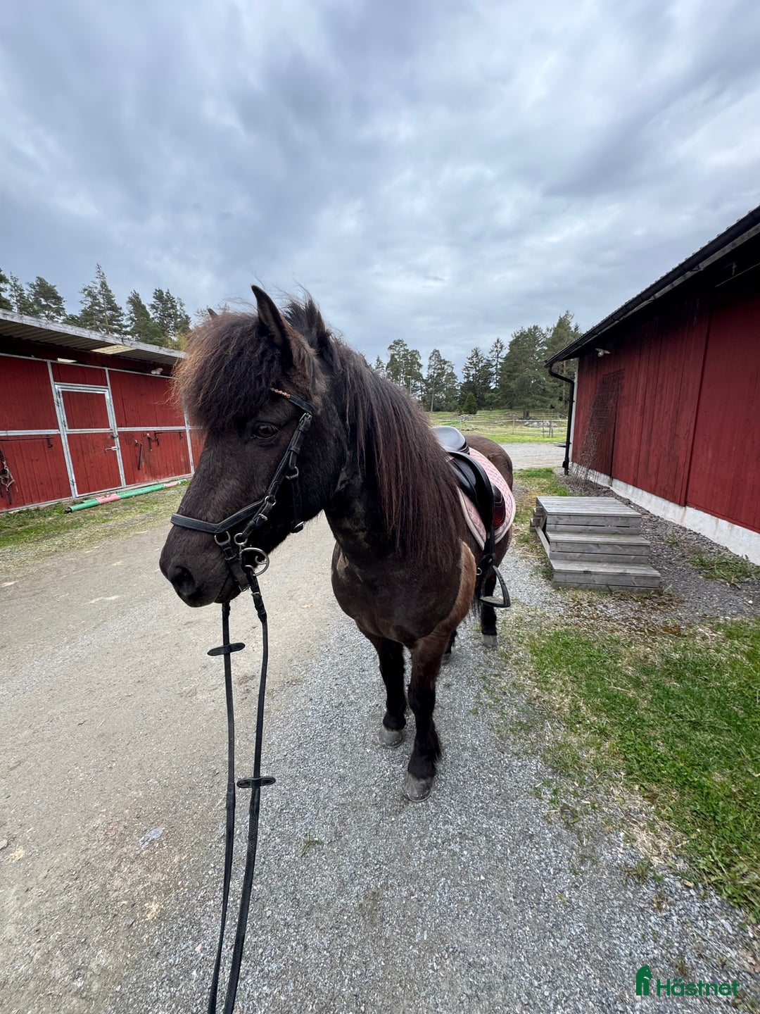 Allround hästar till salu: Fin häst med stor vilja  i Norrtälje - Annons 5