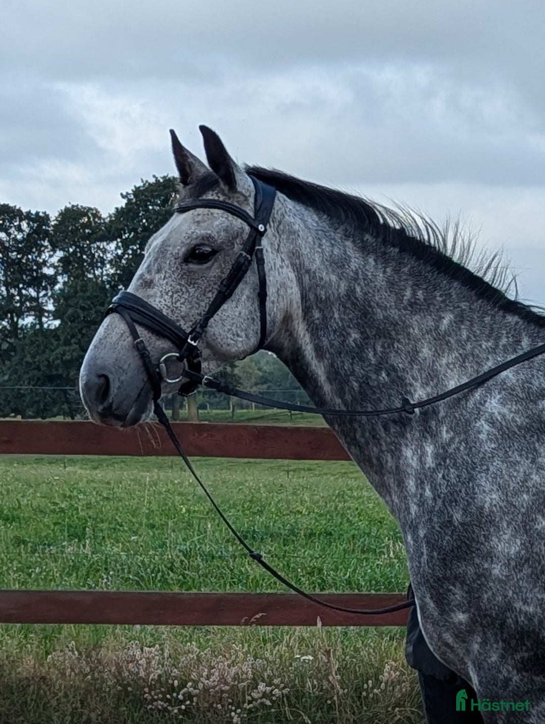 Allround hästar till salu: Lyxig allroundhäst i Klippan - Annons 1