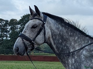 hästar Lyxig allroundhäst i Klippan - Annons 18