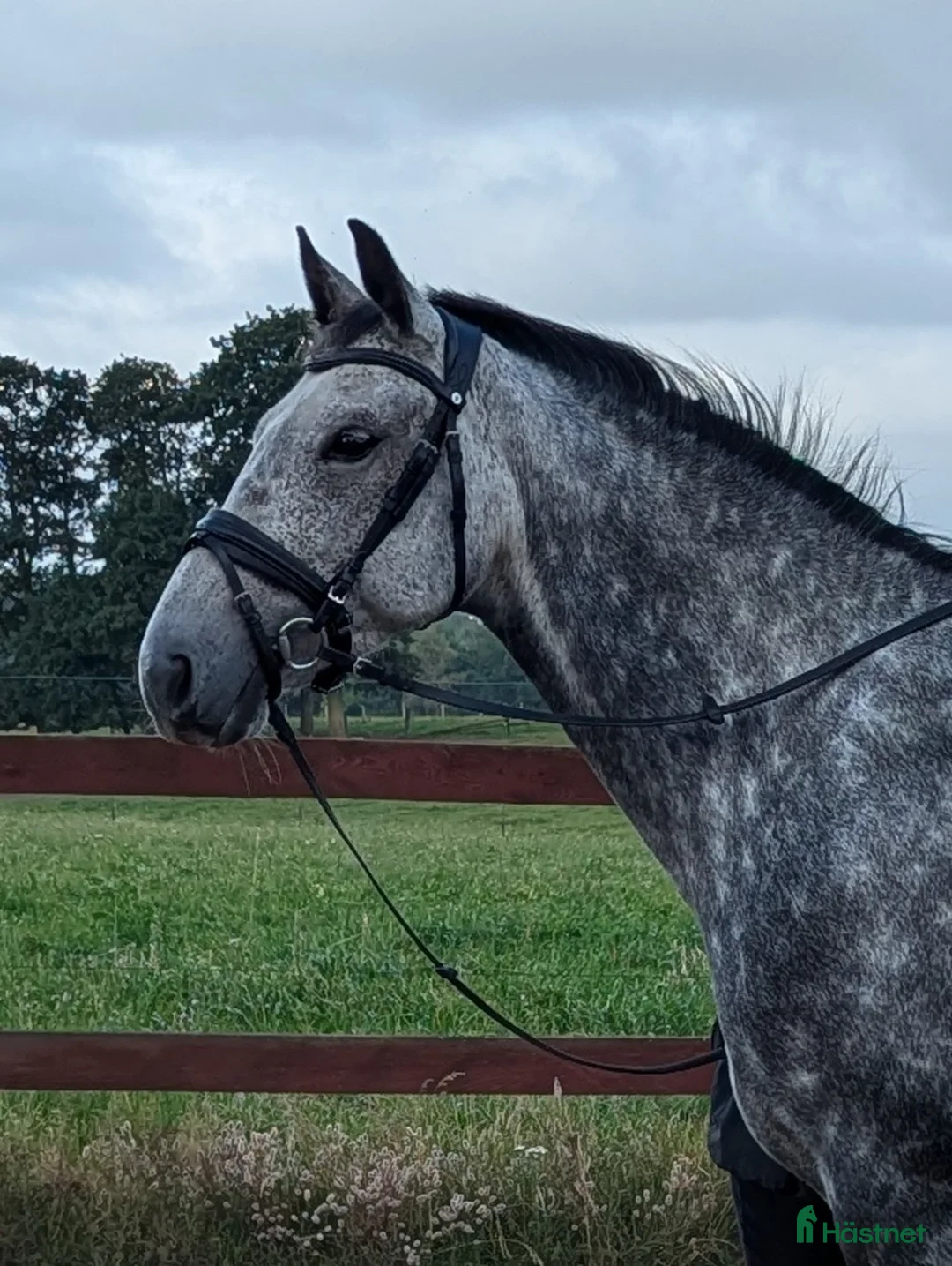 Allround hästar till salu: Lyxig allroundhäst i Klippan - Annons 1