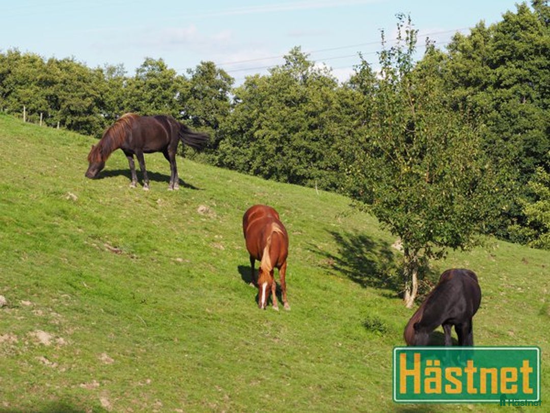  stallplats finnes: Lösdriftsplats i Sjuntorp i Sjuntorp - Annons 3