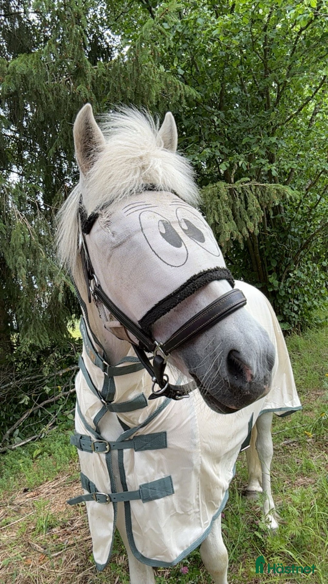 Övrig Hästutrustning hästutrustning till salu: Hästutrustning + prylar  i Indal - Annons 1