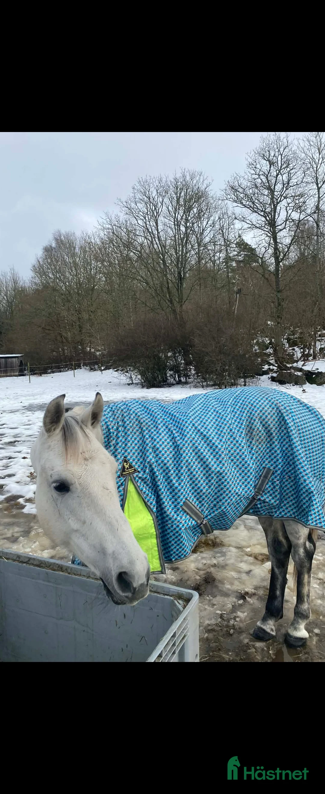 Allround hästar till salu: #Reserverad # Projektsto 11 år - Annons 1