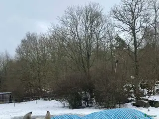 hästar #Reserverad # Projektsto 11 år - Annons 13