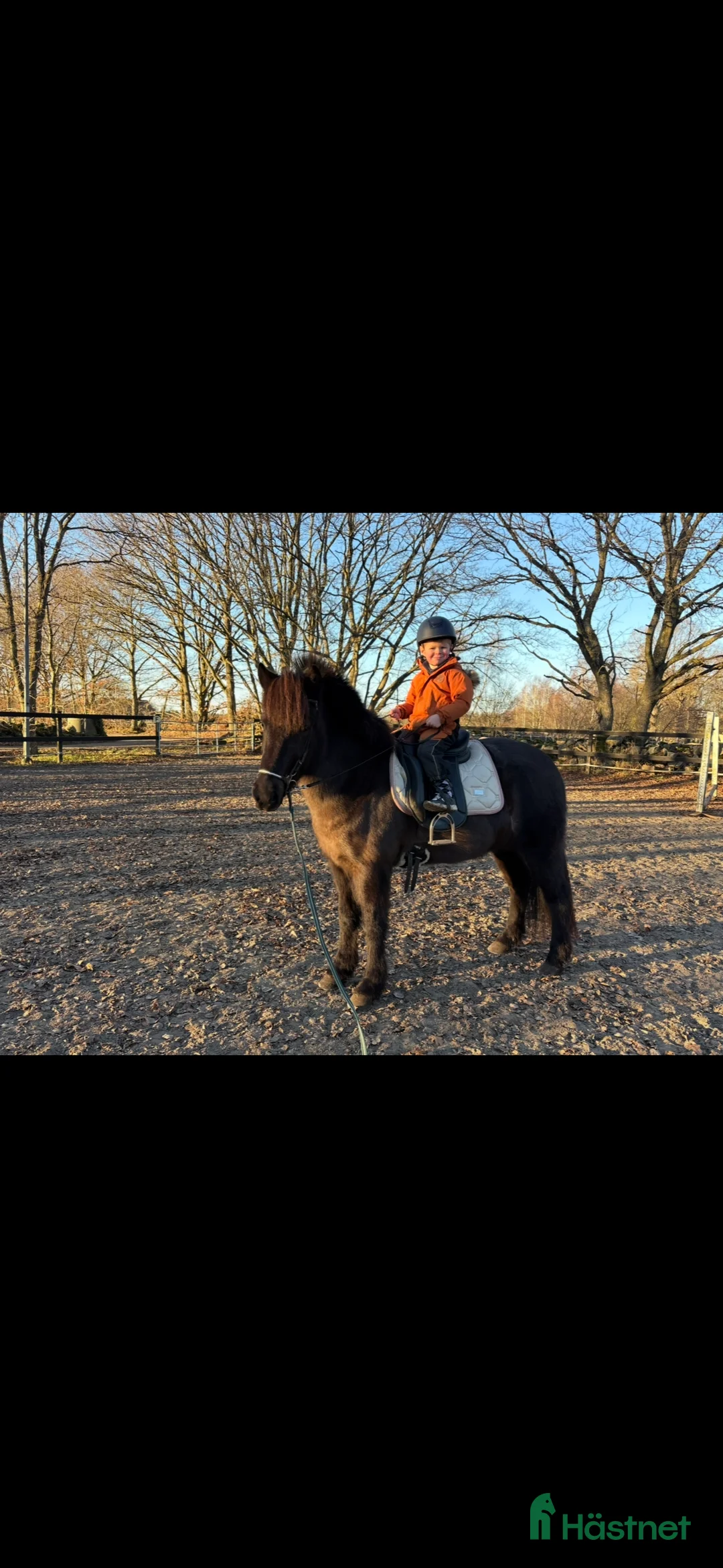 Island hästar till salu: Underbart Islands sto i Kristianstad - Annons 1