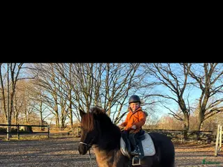 hästar Underbart Islands sto i Kristianstad - Annons 1