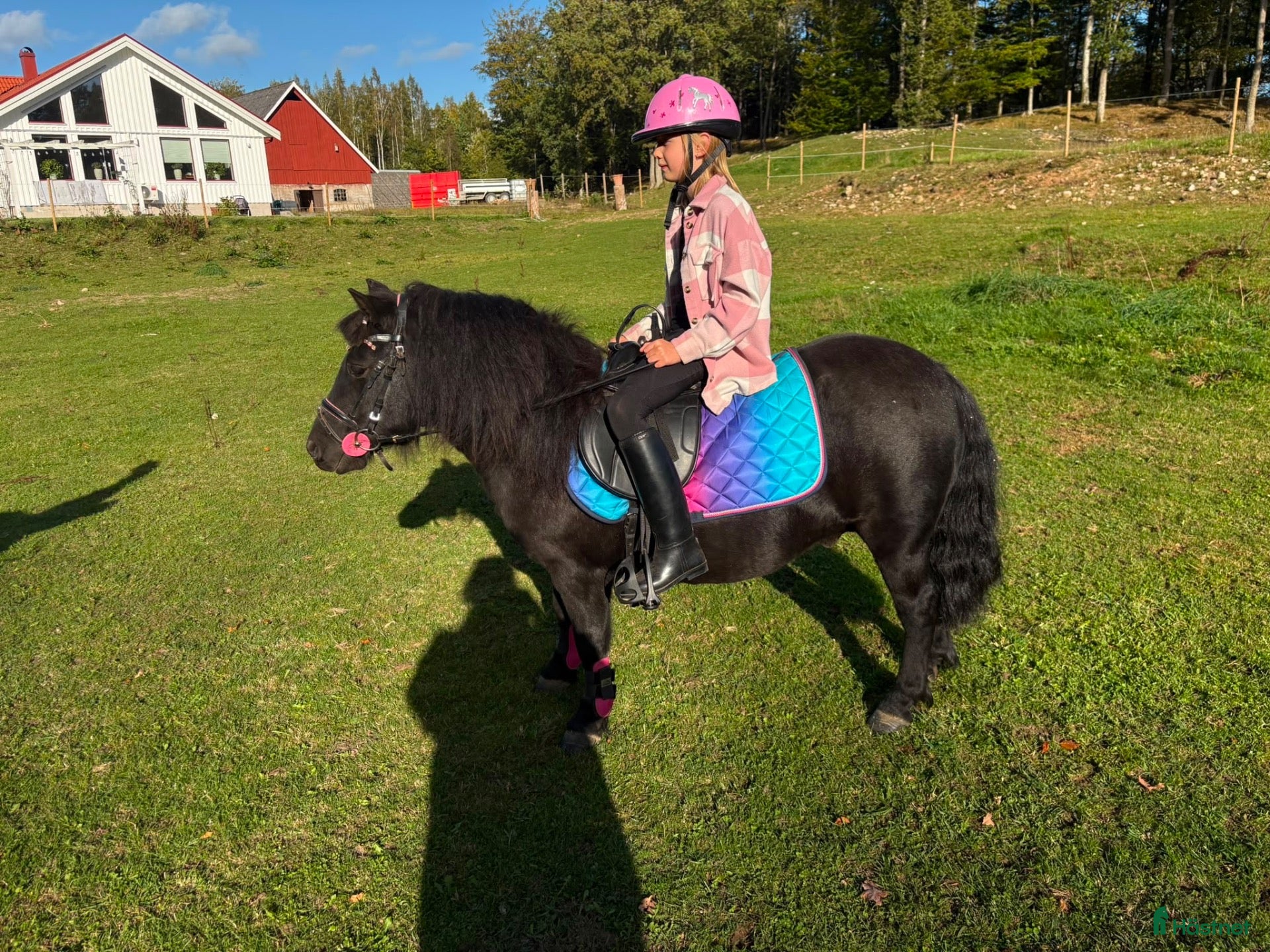  hästar Pepsi söker nytt kärleksfullt hem.  - Annons 2