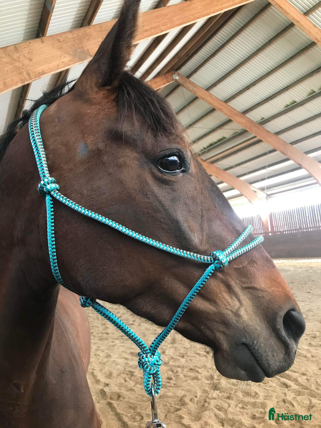 Övrigt hästar till salu: Sto med föl. i Hedemora - Annons 2