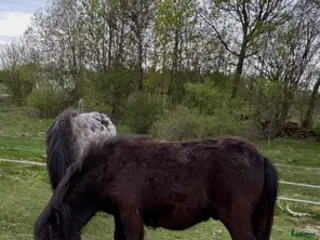 hästar Evert Taube - Annons 1