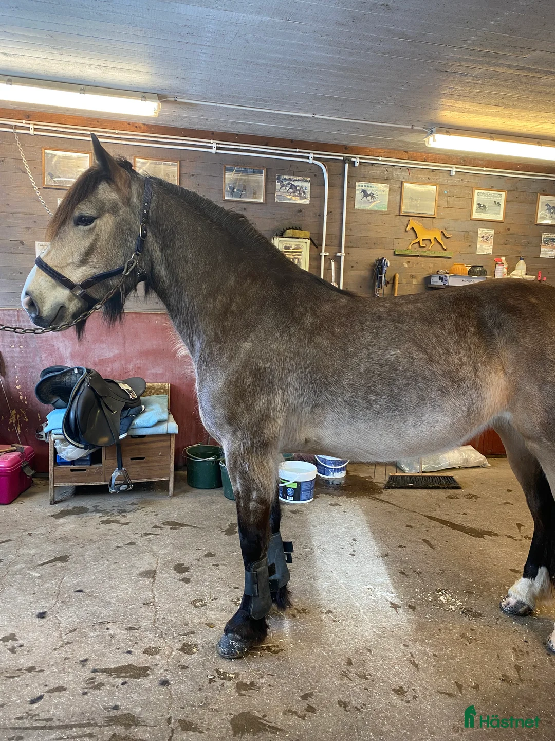 Allround hästar till salu: Charmigt sto för ridning/körning  i Östersund - Annons 9